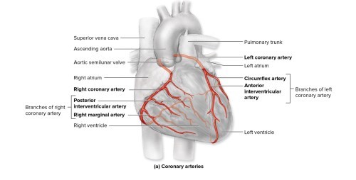 L/R coronary arteries
