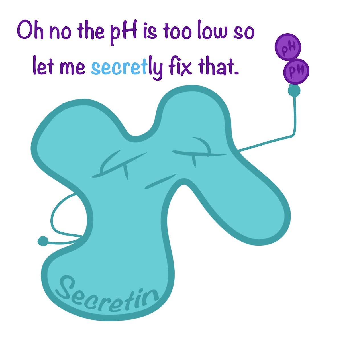 <p><span class="tt-bg-yellow">Buffering pH</span> in the duodenum during digestion via the hormone <span class="tt-bg-yellow">secretin</span></p>