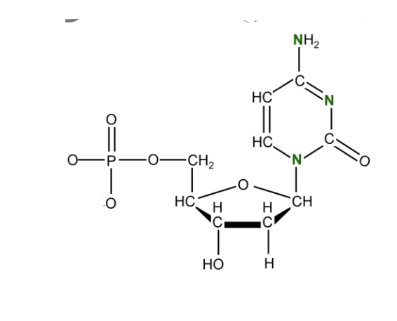 <p>Deoxycytidine Monophosphate</p>