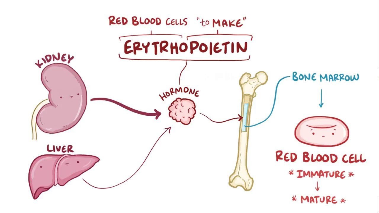 <p>Hypoxia causes the kidneys to increase production of EPO (Erythropoietin)which increases RBC and Hb production</p>