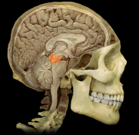 <p>Where is the Midbrain located?</p>