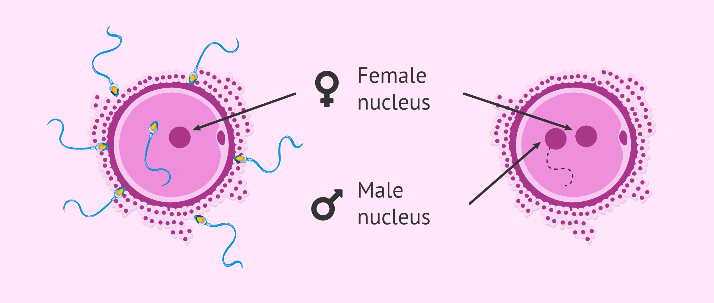 <p>Pronuclei are gametic nuclei present after meiosis but before their fusion to form the nucleus of the zygote.</p>