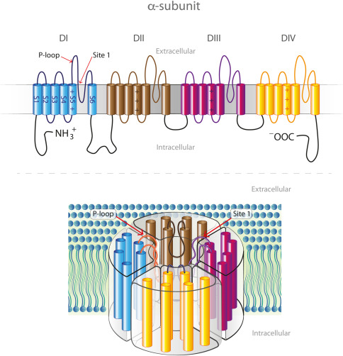 <p>The channel is formed from one large protein comprised of 4 repeated regions.</p><p>Each region has 6 transmembrane domains.</p>