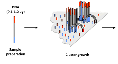 <p><strong>Bridge Amplification</strong>: A process where DNA fragments are amplified on the flow cell surface to form clusters.</p><p><strong>Formation of Clusters</strong>: Each cluster originates from a single DNA molecule, leading to the creation of billions of clusters.</p><p><strong>Visualization</strong>: The resulting clusters are now large enough to be visualized and used in the sequencing process.</p>