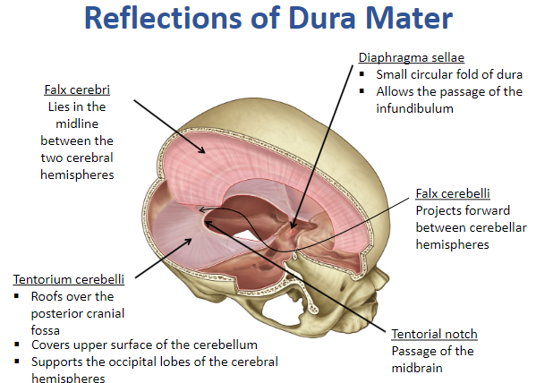 <p>The <strong>Falx Cerebri</strong> lies in the midline between the two cerebral hemispheres.</p><p>It is a reflection of the dura mater that separates the cerebral hemispheres.</p>