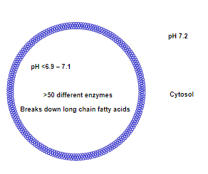 <p><strong>Definition:</strong> Single-membrane organelles containing enzymes involved in various metabolic processes.</p><p><strong>Structure:</strong></p><p>-Have a crystalloid core</p><p>-Have a pH of between 6.9 and 7.1</p><p><strong>Function:</strong></p><p><span class="tt-bg-blue">-Break down fatty acids through beta-oxidation.</span></p><p>-Participate in detoxification reactions.</p><p>-Contribute to the synthesis of certain lipids.</p><p><strong>Enzymes:</strong> </p><p>-Include catalase for detoxifying hydrogen peroxide.</p><p><strong>Self-Replication:</strong> </p><p>-Can self-replicate by division.</p>