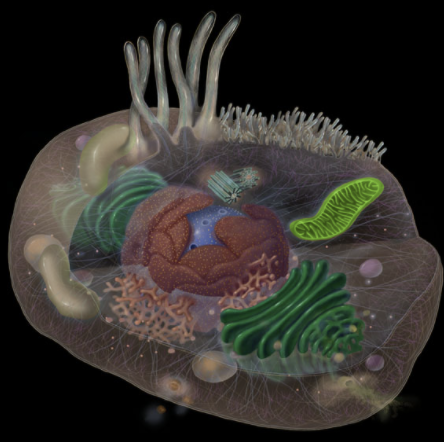 <p>Where is the mitochondria located?</p>