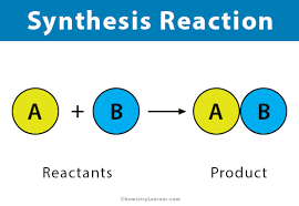 <p>Reactions that combine to form new and larger molecules; they are anabolic. </p>