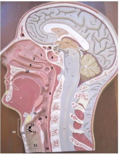 7 (between back of nose down to uvula)