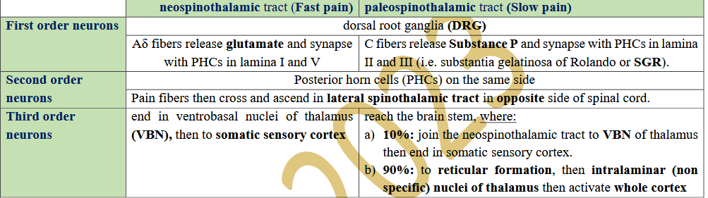 <p>Reaction to Pain: pain fibers give tributaries to:</p><p>a. Anterior horn cells in the spinal cord for accompanying motor reflexes.</p><p>b. Reticular Activating System for cortical activation and arousal reactions</p><p>c. Hypothalamus for accompanying autonomic reactions.</p><p>d. Limbic system for emotional reactions.</p><p>Arousal reaction to pain signal: intralaminar (non-specific) nuclei of the thalamus and reticular formation of the brain stem</p><p>have a strong arousal effect on nervous activities through the reticular activating system (RAS)</p><p>Function of cerebral cortex in Perception (conscious awareness) of pain signals:</p><p>a. Localization of source of pain: fast pain is very localized.</p><p>b. Discrimination of pain modality and intensity.</p><p>c. Interpretation of its meaning.</p><p>d. prefrontal lobe of the cortex contributes to emotional and behavioral effects of pain</p>