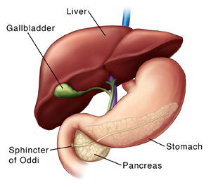 <p>☆ <span class="tt-bg-blue">CCK promotes the release of bile</span> into the duodenum by <span class="tt-bg-red">causing contraction of the gallbladder</span> and <span class="tt-bg-green">relaxation of the Sphincter of Oddi.</span></p>
