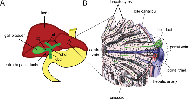 <p>★Bile flows from hepatocytes to bile canaliculi, which merge to form ductules, then proceed to terminal bile ducts, hepatic ducts (left and right), and finally into the common bile duct.</p>