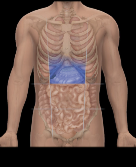 <p>Where is the Epigastric Region located?</p>