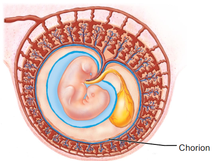 <p>Chorionic Villi, a projection of the chorion. </p>