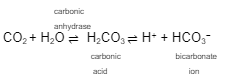 <p>This formula represents the ___________ ____________ __ ____________</p><p></p><p>The goal of the respiratory system is to eliminate the acid, _____ from the blood while replenishing ____</p><p></p><p>carbon dioxide enters _______________ in the circulation and is converted to ___________ ___ for transport in the ________</p>