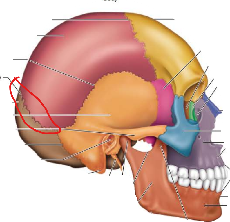 <p>Lambdoidal Suture</p>