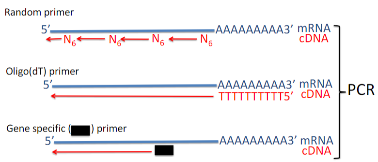 <p><strong>Random Primers</strong>:</p><p>Produce cDNAs up to 700 bp.</p><p>Cover the length of all RNA molecules.</p><p><strong>Oligo(dT) Primers</strong>:</p><p>Useful for cloning cDNAs and creating cDNA libraries.</p><p>Some cDNAs generated may not be full-length.</p>