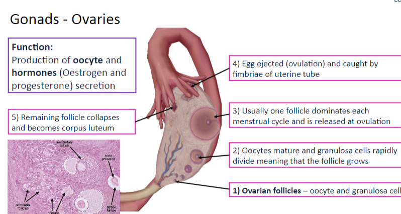 <p>The ovaries are responsible for the production of oocytes (eggs) and the secretion of hormones, including estrogen and progesterone.</p>