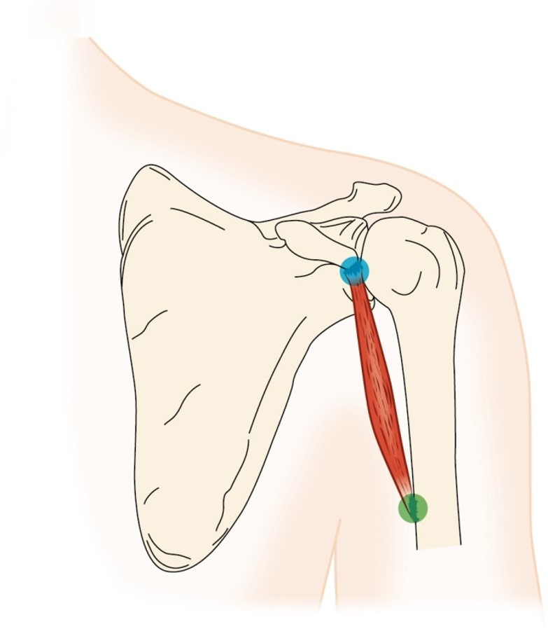 <p>coracobrachialis </p>