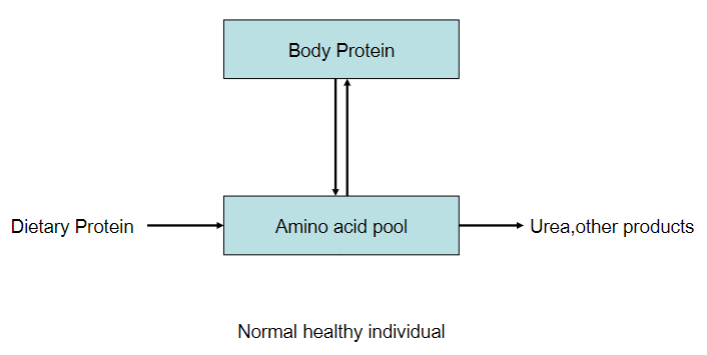 <p>Balance of body protein</p>