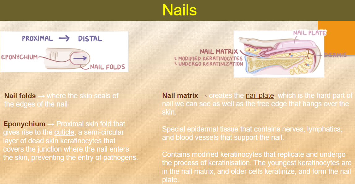 <p>The eponychium is the proximal skin fold that gives rise to the cuticle.</p><p>It forms a semi-circular layer of dead skin keratinocytes.</p><p>The eponychium covers the junction where the nail enters the skin, preventing the entry of pathogens.</p>