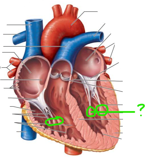 <p>name the internal structure </p>