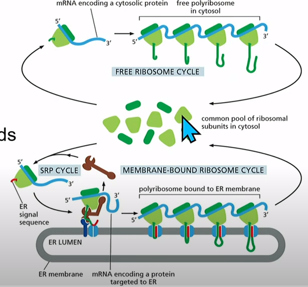 <p>1. mRNA + Ribosomes</p><p>2. Translation starts but there's an ER signal sequence (emerges first at N-terminus hydrophobic)</p><p>3. Ribosomes directed to ER membrane (SRP)</p><p>4.Co-Translational translocation</p>