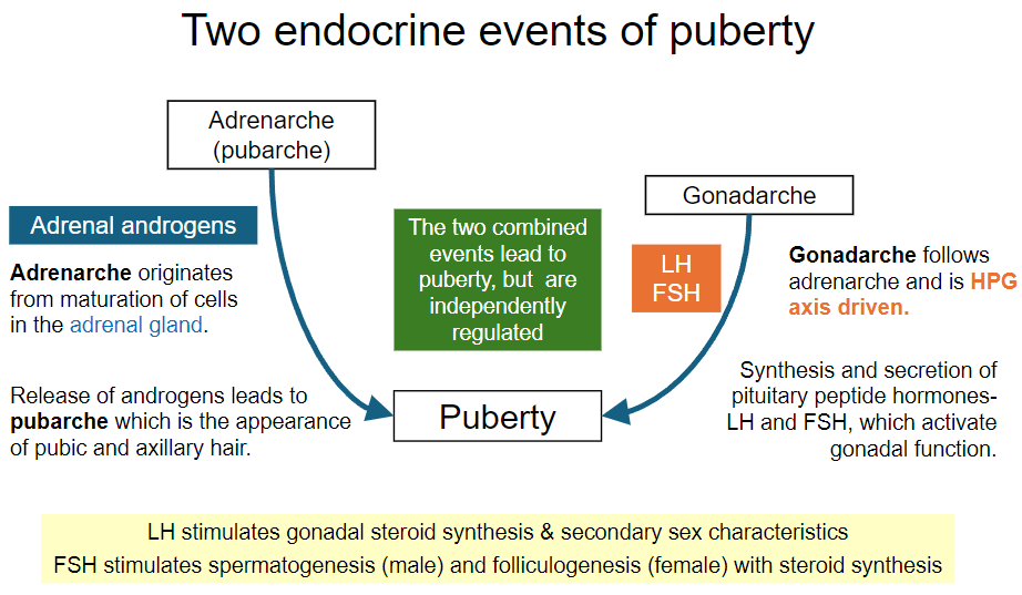 <p><strong>Adrenarche</strong>:</p><p>•Originates from the maturation of cells in the adrenal gland.</p><p>Involves the release of androgens, leading to the appearance of pubic and axillary hair (pubarche).</p><p><strong>Gonadarche</strong>:</p><p>•Follows adrenarche and is driven by the hypothalamic-pituitary-gonadal (HPG) axis.</p><p>Involves the synthesis and secretion of pituitary peptide hormones (LH and FSH), which activate gonadal function.</p>