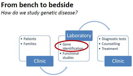 <p>By investigating genetic causes, inheritance patterns, and phenotypes using modern genetic and molecular techniques.</p>