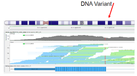 <p><strong>Short-Read Assembly</strong>: Short-read sequences from the sequencing machine need to be pieced together, similar to solving a jigsaw puzzle.</p><p><strong>Mapping to Reference Genome</strong>: Sequence reads are mapped to the reference genome to locate their positions.</p><p><strong>Consensus Sequence</strong>: The goal is to generate a consensus sequence that represents the original DNA sample library.</p><p><strong>Genetic Variant Detection</strong>: The consensus sequence is compared against a reference human genome to identify genetic variants.</p>