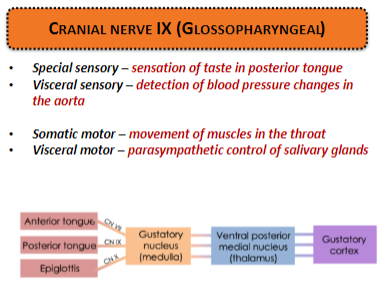 <p><strong>Special sensory:</strong> Provides sensation of <strong>taste</strong> in the <strong>posterior tongue</strong>.</p><p><strong>Visceral sensory:</strong> Detects <strong>blood pressure changes</strong> in the <strong>aorta</strong>.</p><p><strong>Somatic motor:</strong> Controls movement of muscles in the <strong>throat</strong>.</p><p><strong>Visceral motor:</strong> Provides <strong>parasympathetic control</strong> of <strong>salivary glands</strong>.</p>