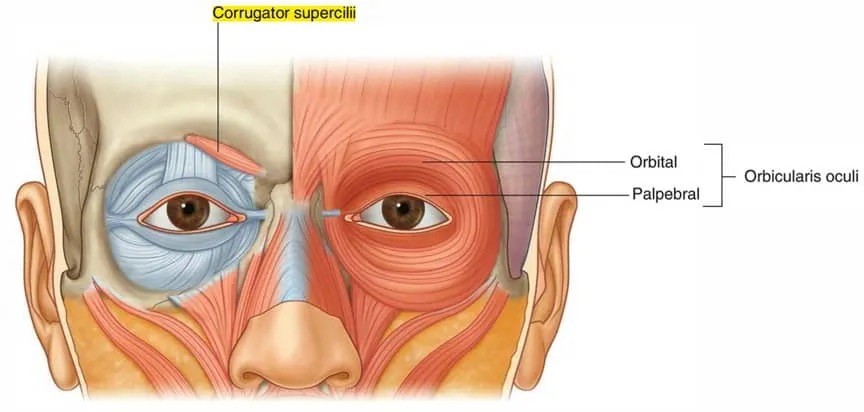 <p>The corrugator - Draws eyebrow down and wrinkles forehead vertically.</p><p></p><p>The orbicularis occuli - Ring muscle around eyesocket. Closes the eye</p><p></p><p>The levator palpabrae superioris muscle - lifts the eyelid</p>