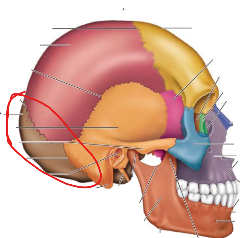 <p>Occipital Bone</p>