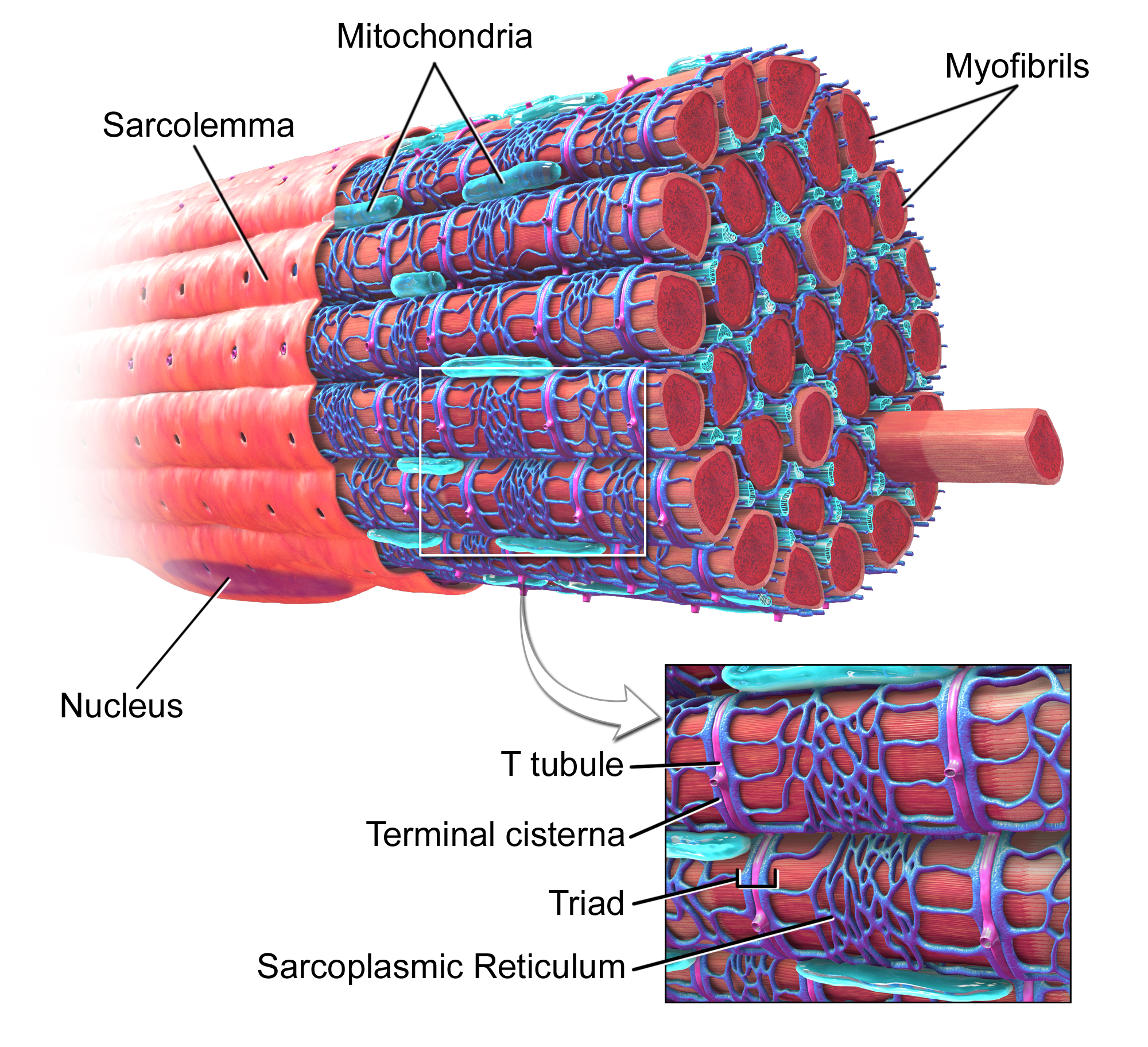 <p>Myofibril proteins exist as multiple isoforms with different functional characteristics, allowing for functional tuning in muscle fibres.</p><p>Examples include variable calcium sensitivity (troponin, tropomyosin) and the rate of ATP hydrolysis (myosin isoforms).</p>