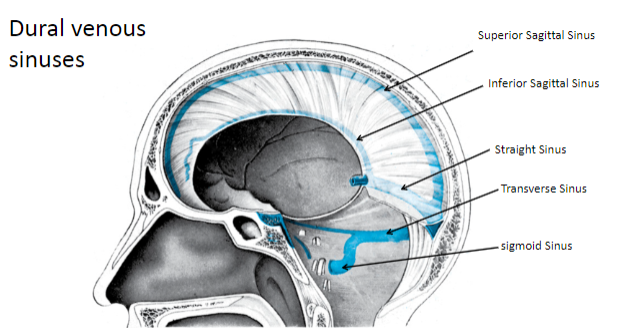 <p><strong>Superior Sagittal Sinus</strong></p><p><strong>Inferior Sagittal Sinus</strong></p><p><strong>Straight Sinus</strong></p><p><strong>Transverse Sinus</strong></p><p><strong>Sigmoid Sinus</strong></p>