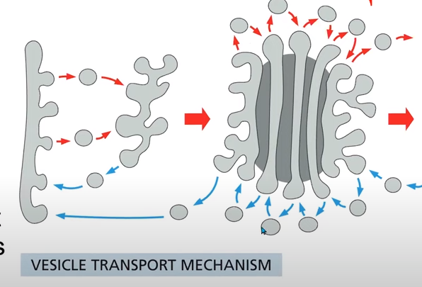 <p>COP1-coated vesicles move cargo between Golgi cisterna</p><p>Retrograde transport vesicles also COP1 return escaped ER proteins and Golgi enzymes</p>