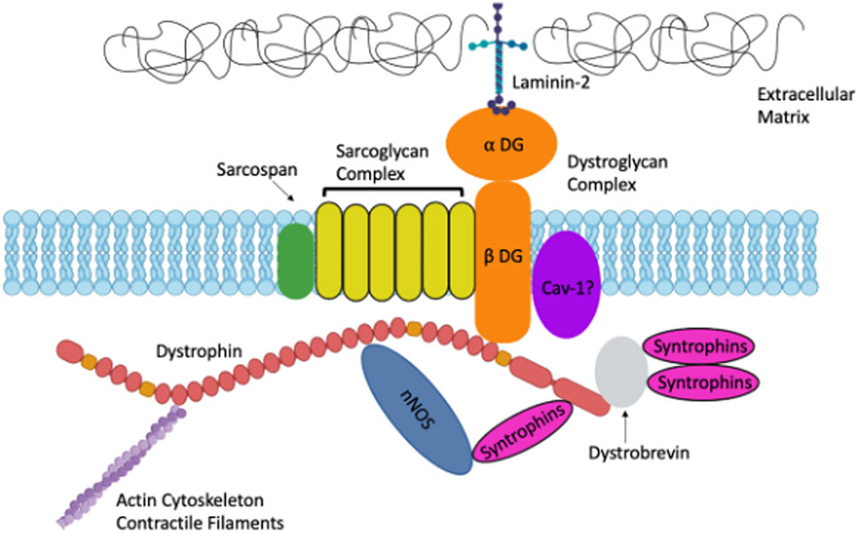 <p><strong>Duchenne Muscular Dystrophy</strong> (Purely genetic)<strong>Mesothelioma</strong> (Purely environmental)</p>