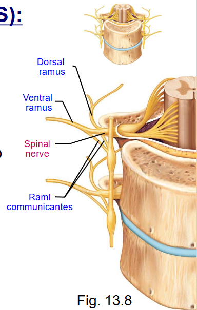 <p>- joining of dorsal and ventral roots</p><p>- immediately divide into branches (rami): dorsal ramus, ventral ramus, and rami communicantes</p>