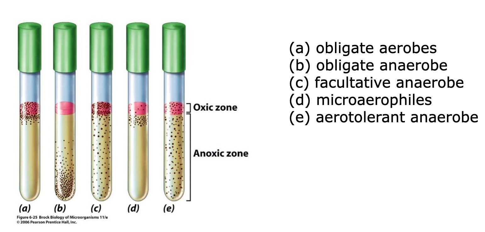 <p>-obligate aerobe</p><p>-obligate anaerobe</p><p>-facultative anaerobe</p><p>-microaerophiles</p><p>-aerotolerant anaerobe</p>