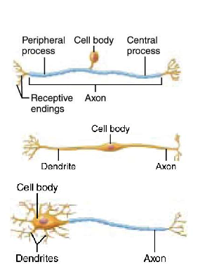 <p>&nbsp; receive incoming messages and relay to cell body</p>