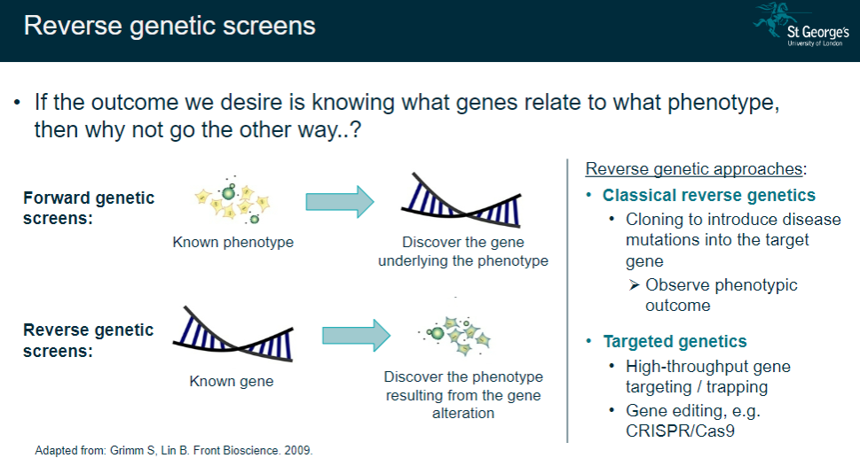 <p><strong>Reverse genetic screens</strong> start with a known gene to observe the resulting phenotype after alteration.</p><p><strong>Forward genetic screens</strong> start with a known phenotype to discover the underlying gene.</p>