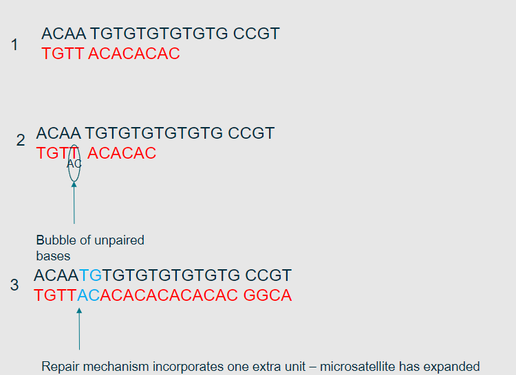 <p>It is a model explaining how errors occur during DNA replication due to the slippage of DNA polymerase on repetitive sequences.</p>