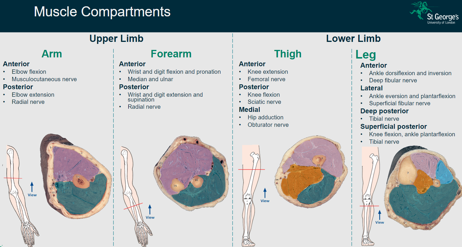 <p>Elbow flexion</p><p>Innervated by the musculocutaneous nerve.</p>