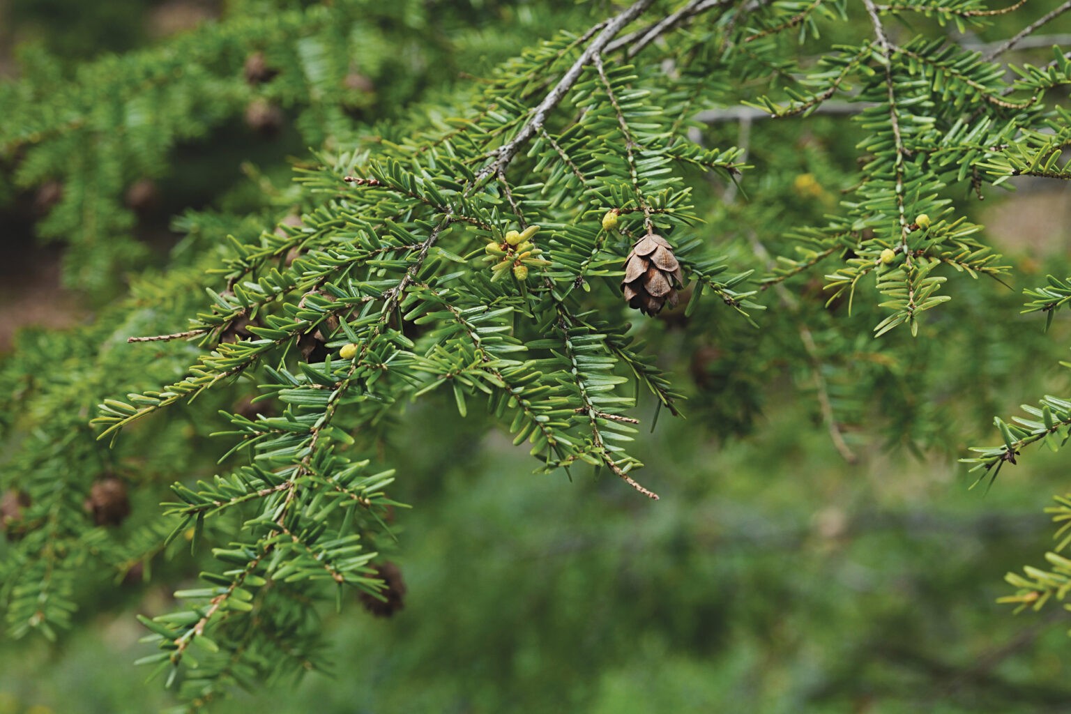 <p>Eastern Hemlock</p>