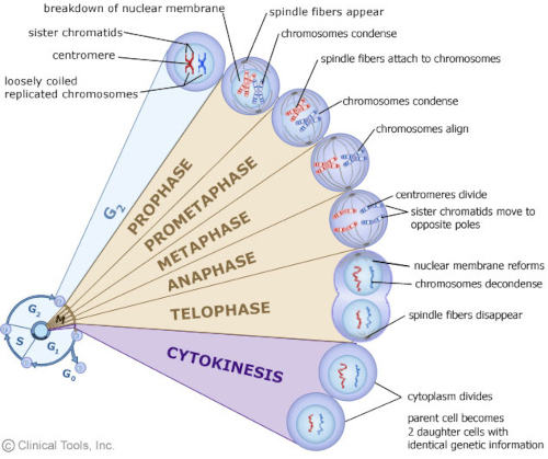 <p>• Prophase• Prometaphase• Metaphase• Anaphase• Telophase• Cytokinesis</p>
