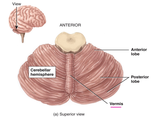 <p>vermis</p>