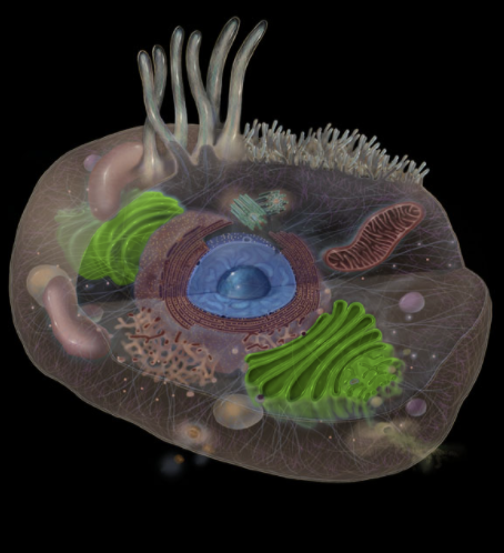 <p>Where is the Golgi Apparatus located?</p>