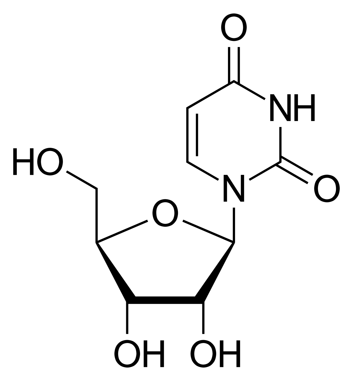 <p>Uridine; RNA only</p>