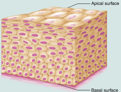 <p>What type of epithelial is this?</p>