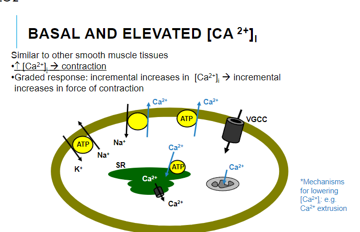 <p>An increase in [Ca²⁺]i leads to smooth muscle contraction.</p>